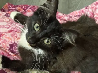 Bernie