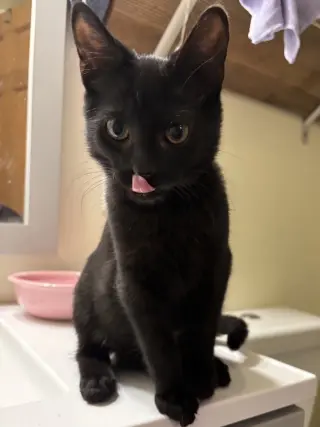 Jiji