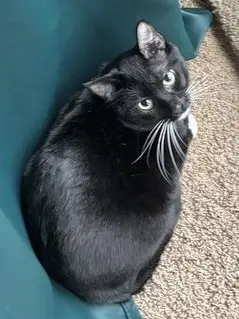 Jack