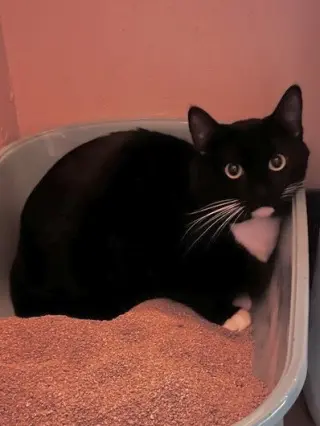Jack