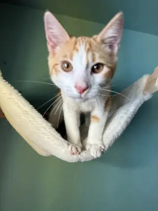 Little John