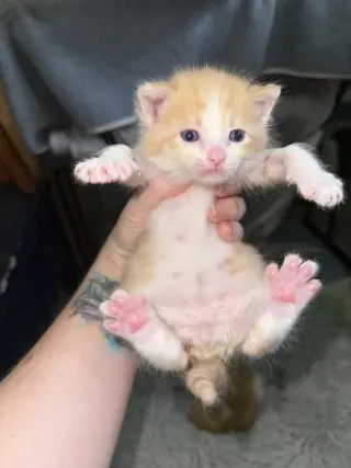 Little John