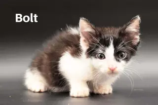 Bolt