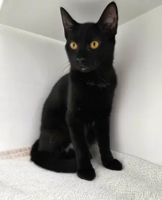 Gamora
