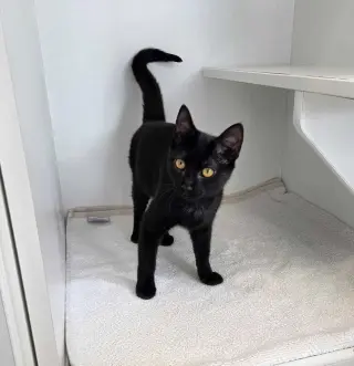 Gamora