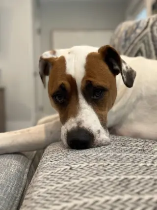 Odie Bruiser