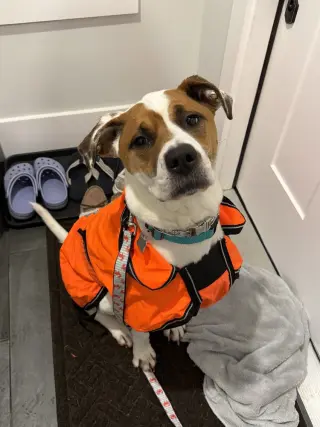 Odie Bruiser