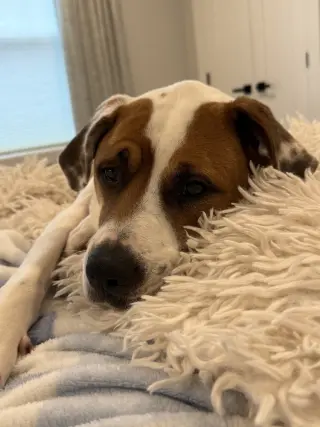 Odie Bruiser