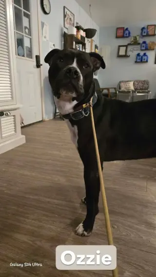 Ozzie