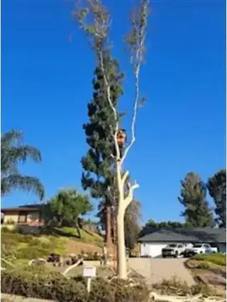 Jardinero Econoómico