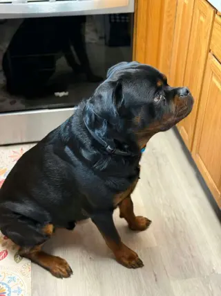 Buddy