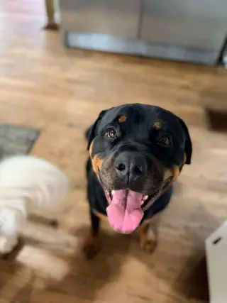 Buddy