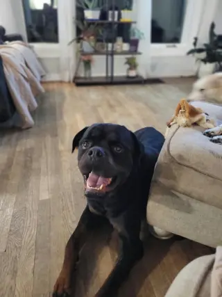 Buddy