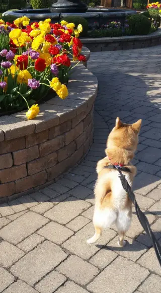 Hazel