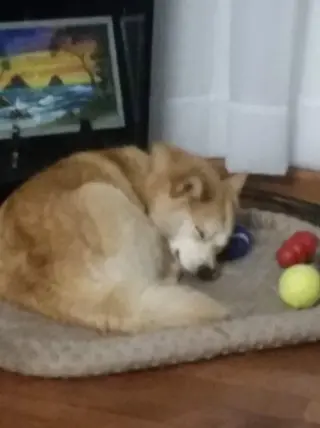 Hazel