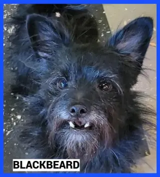 Blackbeard