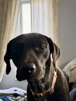 Susie (Siobhan)