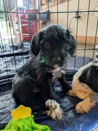 Bert - "B" Litter