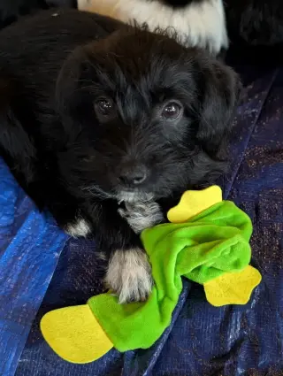 Bert - "B" Litter