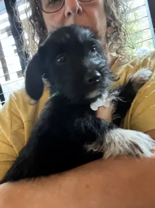 Bert - "B" Litter