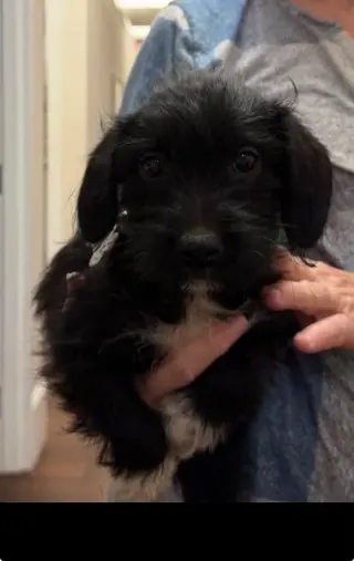 Bert - "B" Litter