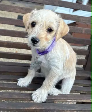 Babs - "B" Litter