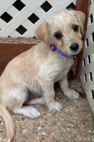 Babs - "B" Litter