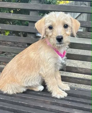 Bonnie - "B" Litter