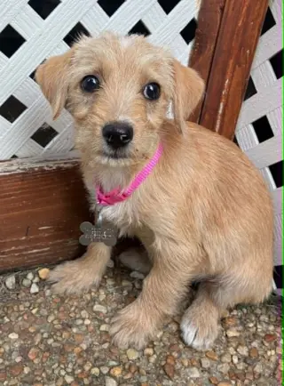 Bonnie - "B" Litter