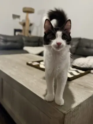 Cosmo