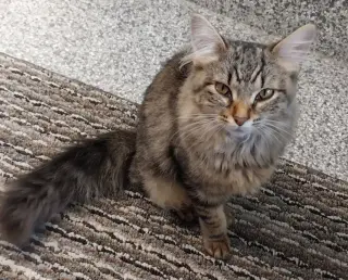 Thumbelina * IN FOSTER *