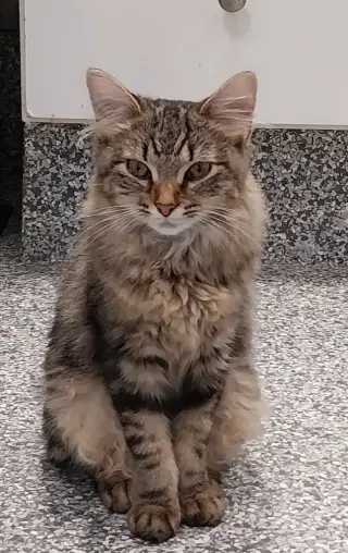 Thumbelina * IN FOSTER *