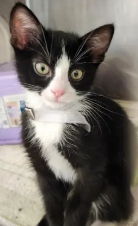 OREO