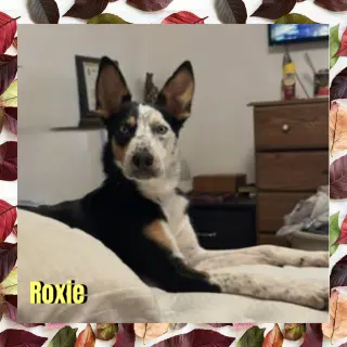 Roxie