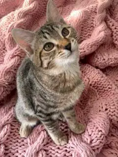 MS SOCKS