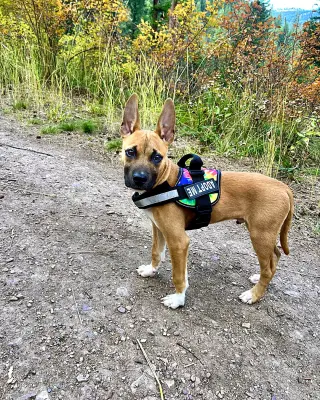 Gus