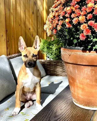 Gus