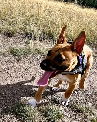 Gus