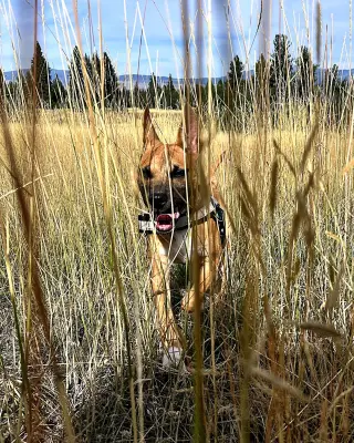 Gus