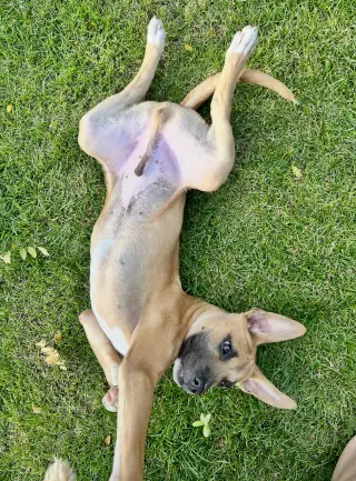 Gus