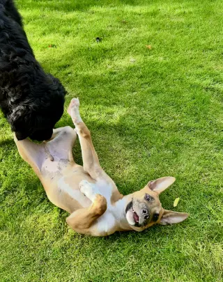Gus