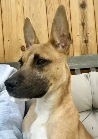 Gus