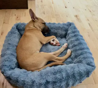 Gus