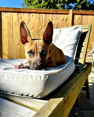 Gus