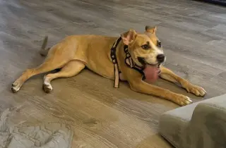 Nova