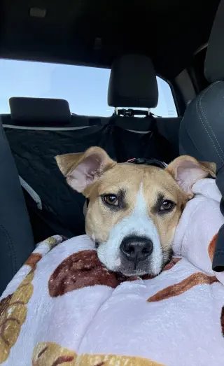 Nova