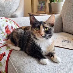 URGENT FOSTER HOMES NEEDED FOR CATS