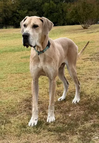 Moose