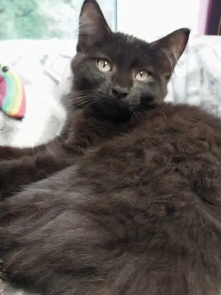 Spartacus * IN FOSTER *