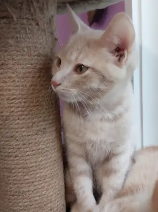 Xanthe * IN FOSTER *